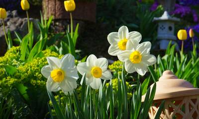 Daffodils 324392